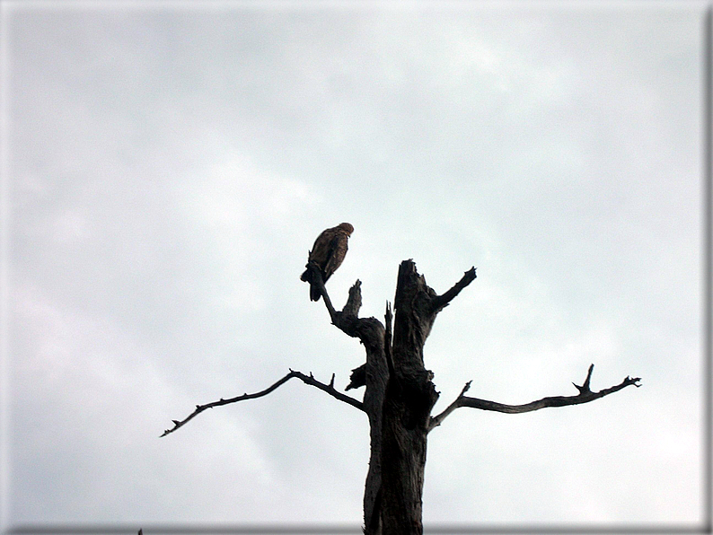 foto Parco nazionale del Chobe